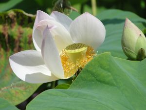 lotus bloem in Plum Village